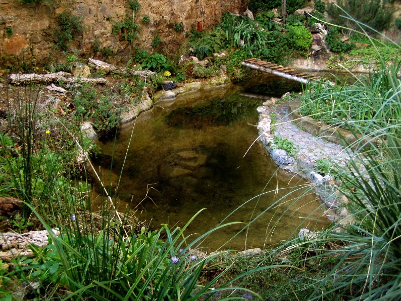 Il Laghetto del Centro di Entomologia - Piombino (LI)